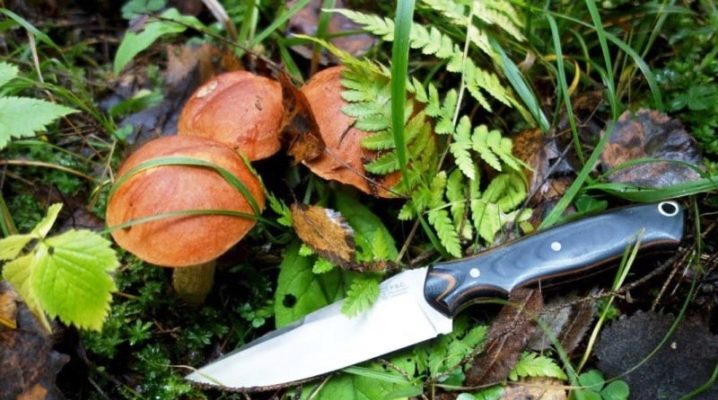 The knife of the mushroom picker: the rules of choice and features of use