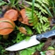 Le couteau du ramasseur de champignons: règles de choix et caractéristiques d'utilisation